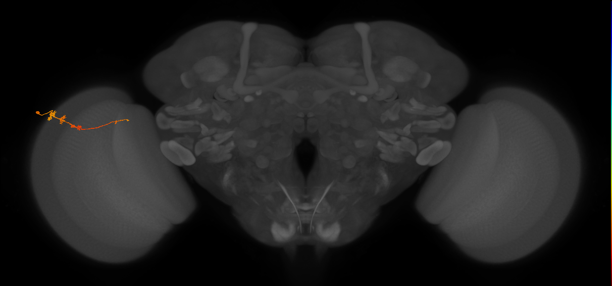 Tm3_L (MaleCNS:151237)