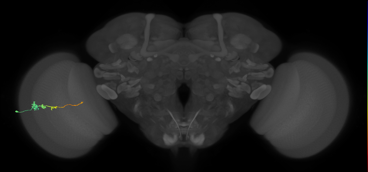 Tm3_L (MaleCNS:525052)