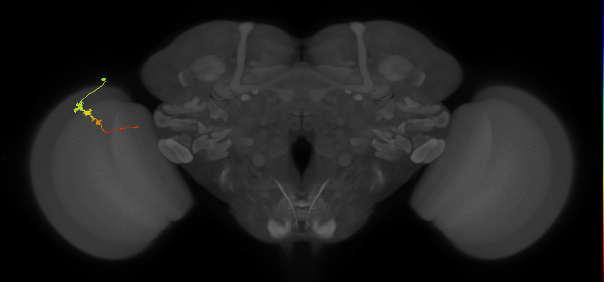 Tm3_L (MaleCNS:174748)