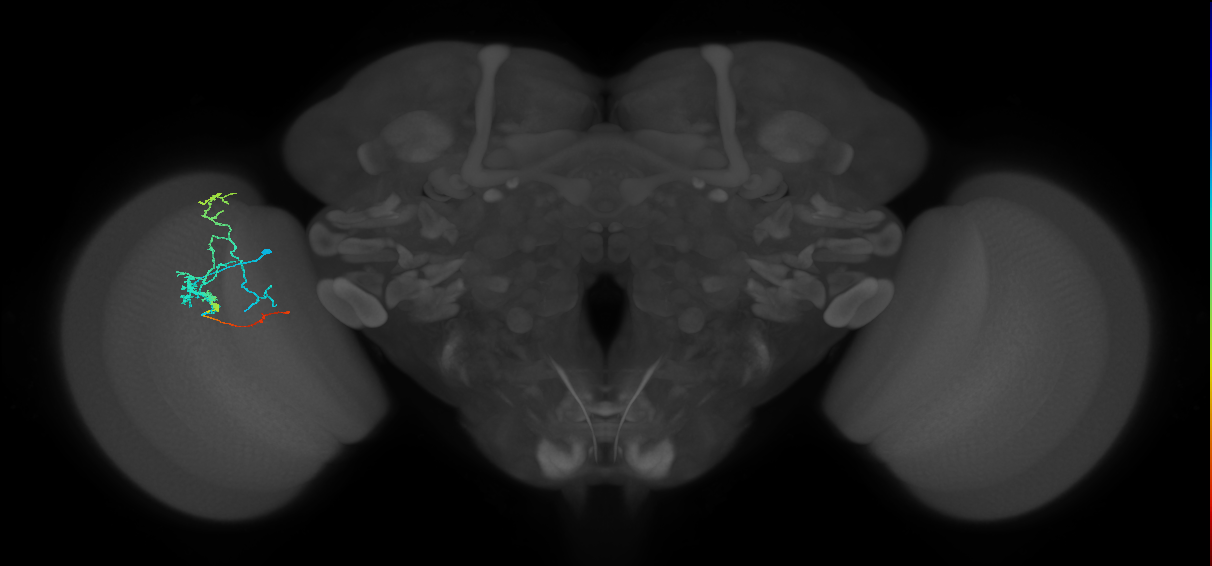 Tm3_L (MaleCNS:522922)