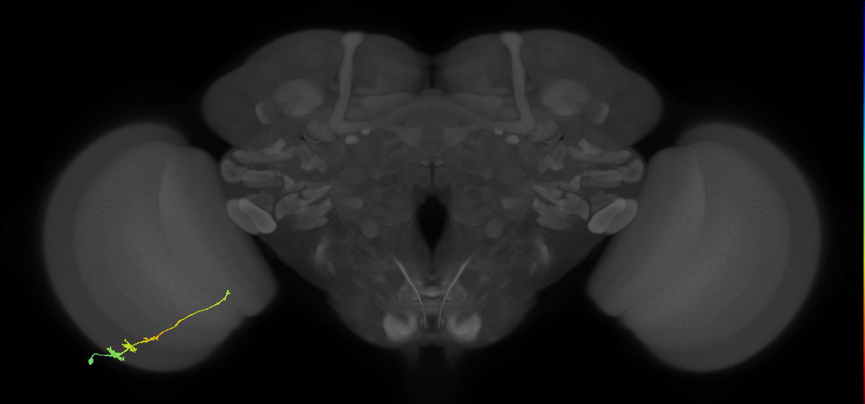 Tm3_L (MaleCNS:65675)