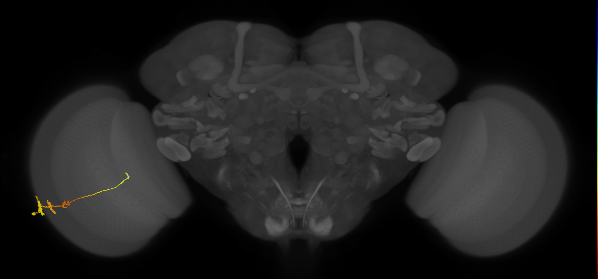 Tm3_L (MaleCNS:518767)