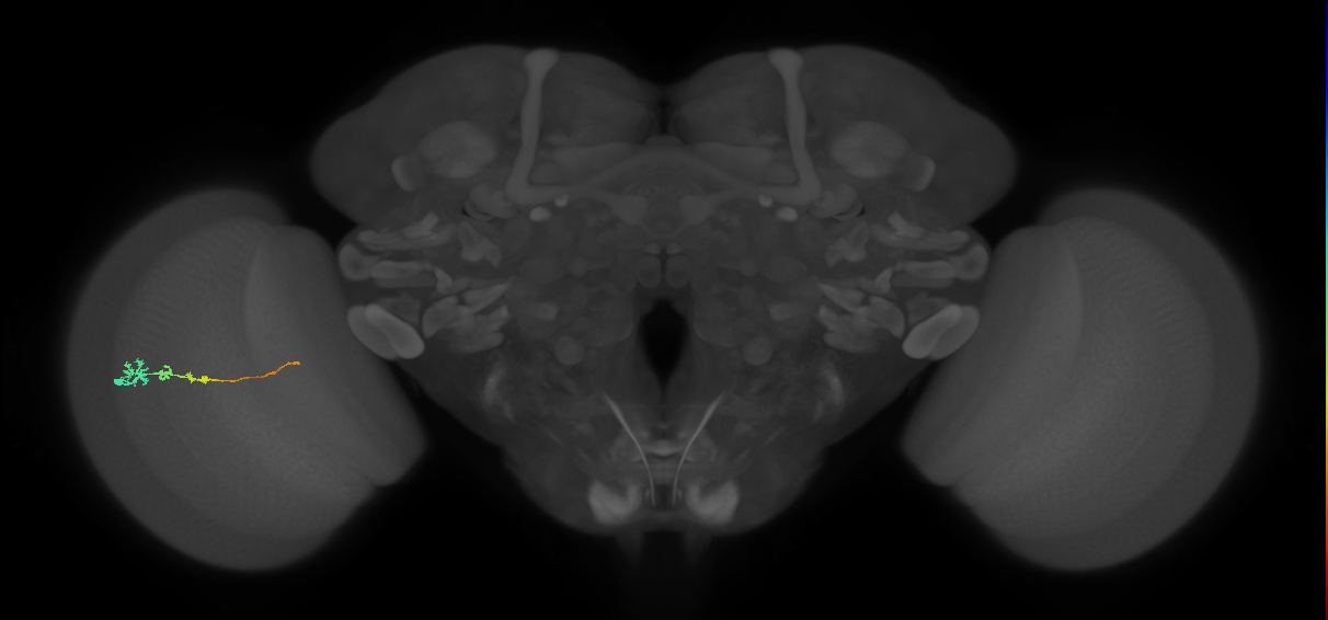 Tm3_L (MaleCNS:86538)