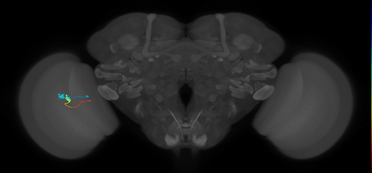 Tm3_L (MaleCNS:580357)