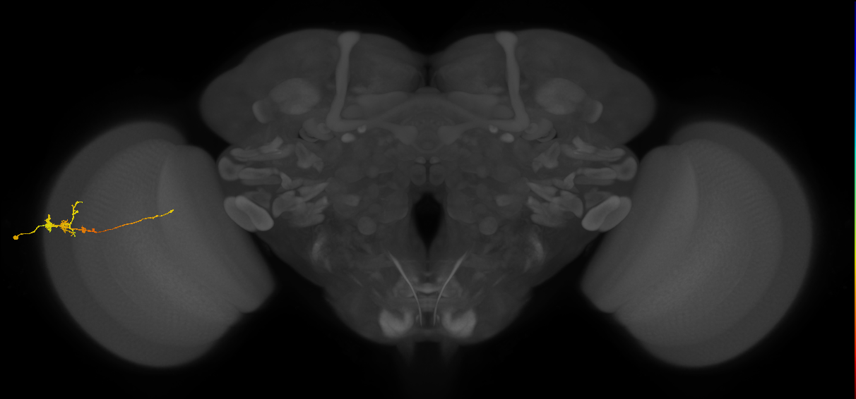 Tm3_L (MaleCNS:93148)