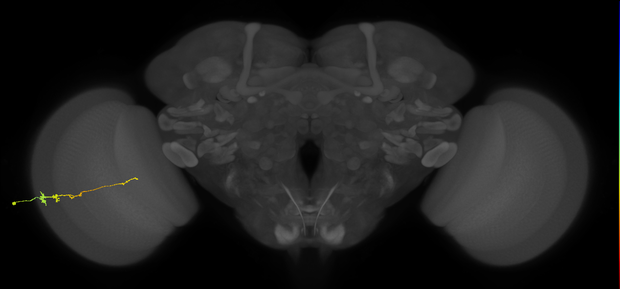 Tm3_L (MaleCNS:534268)