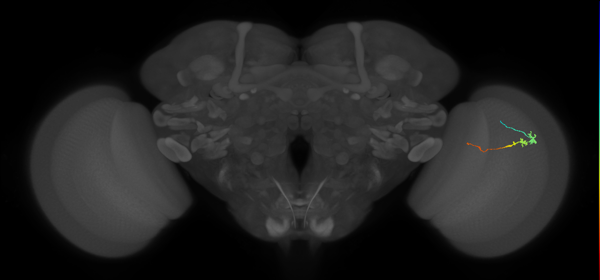 Tm3_R (MaleCNS:137939)