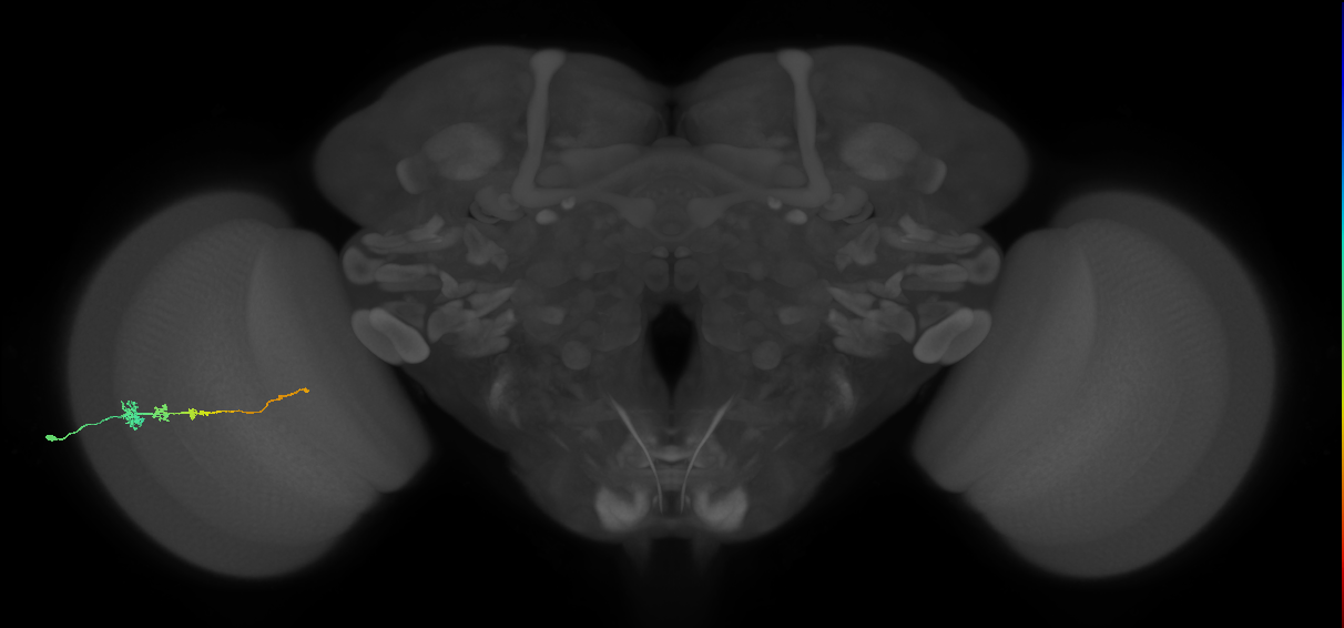 Tm3_L (MaleCNS:70646)