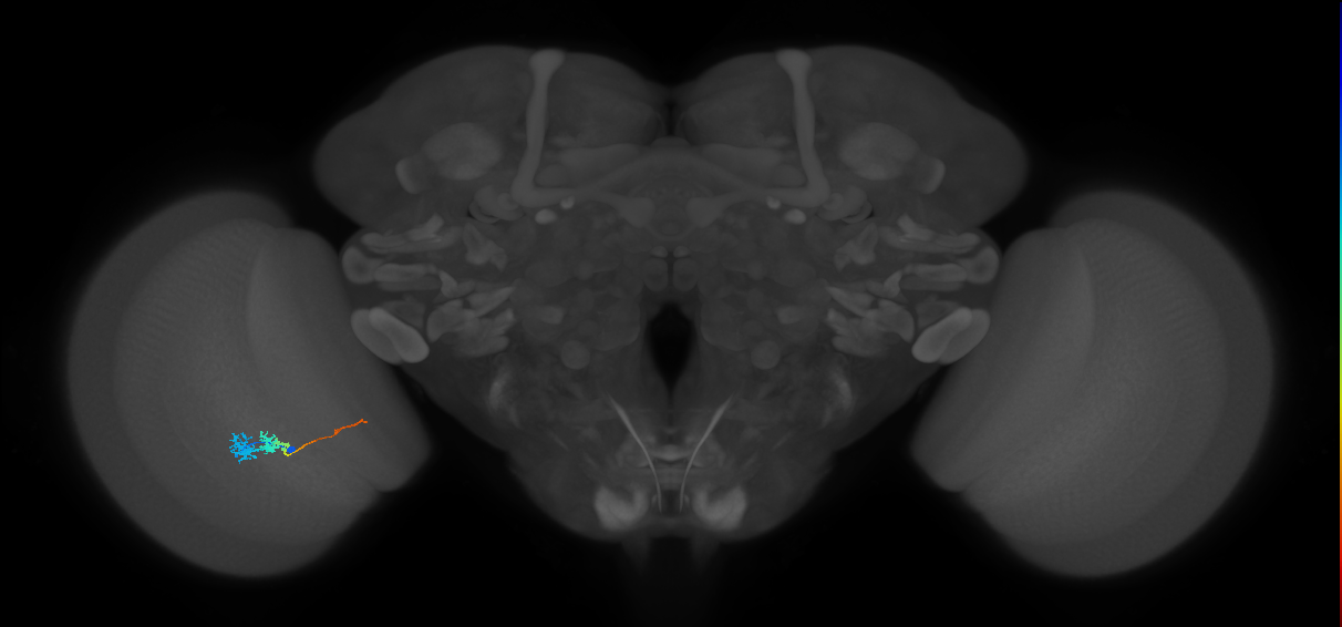 Tm3_L (MaleCNS:82060)