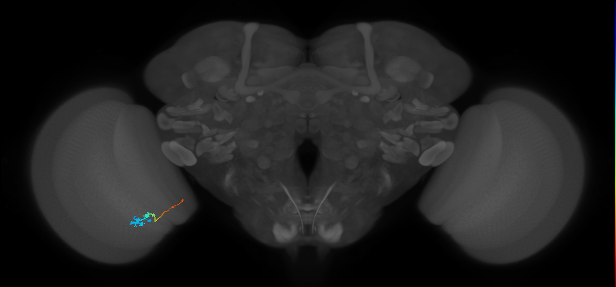 Tm3_L (MaleCNS:115562)