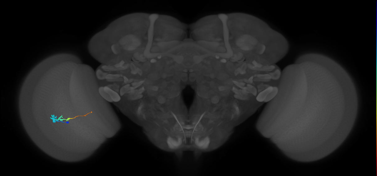 Tm3_L (MaleCNS:136971)