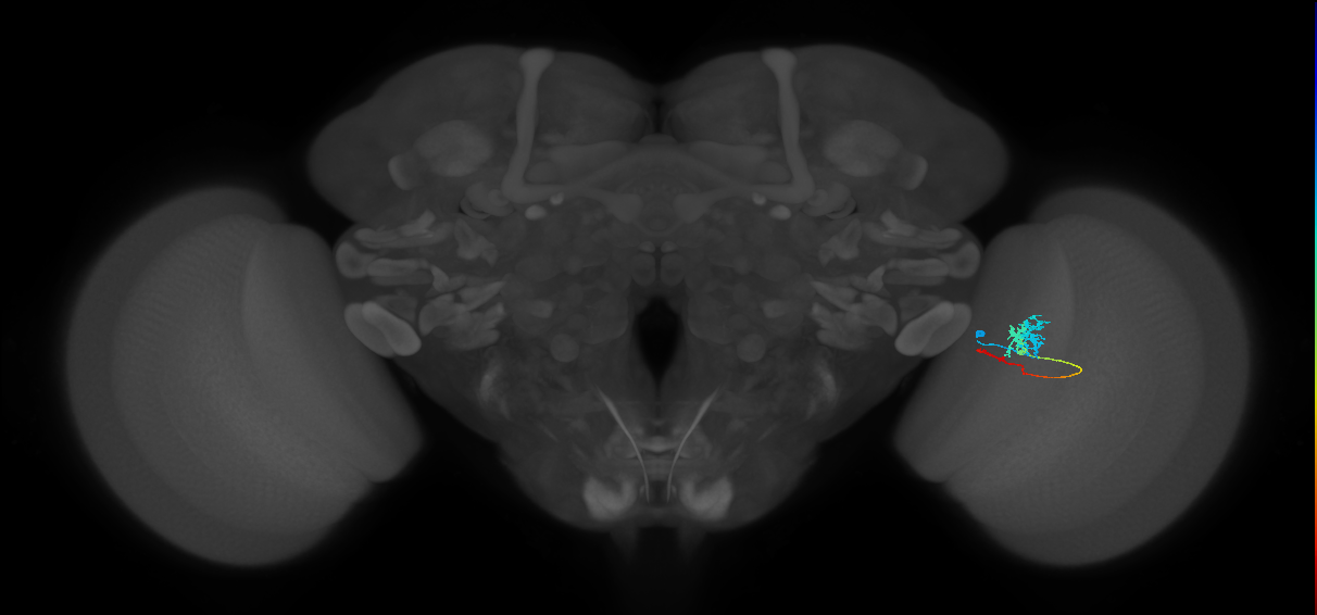 Tm3_R (MaleCNS:70426)