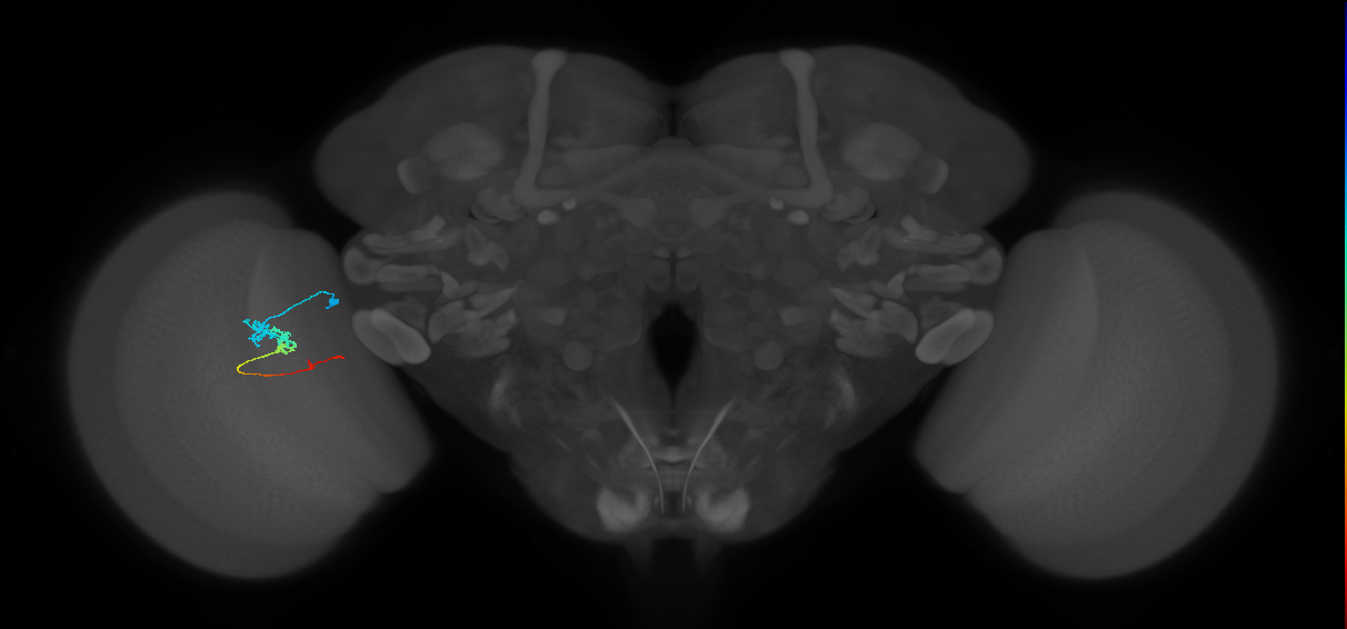 Tm3_L (MaleCNS:515429)