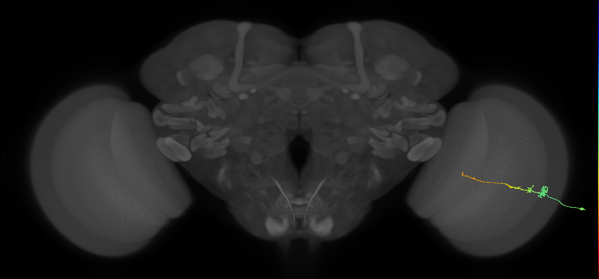 Tm3_R (MaleCNS:122233)