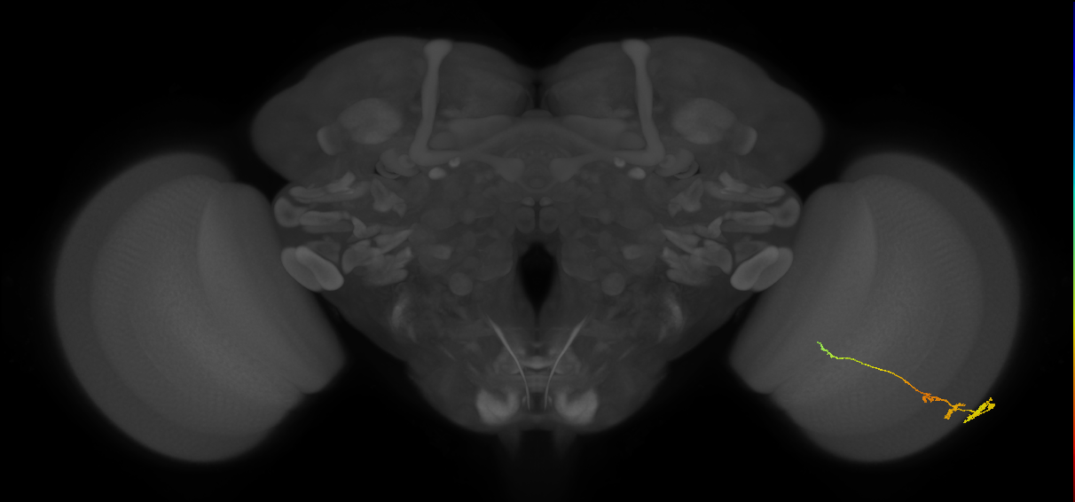 Tm3_R (MaleCNS:68959)