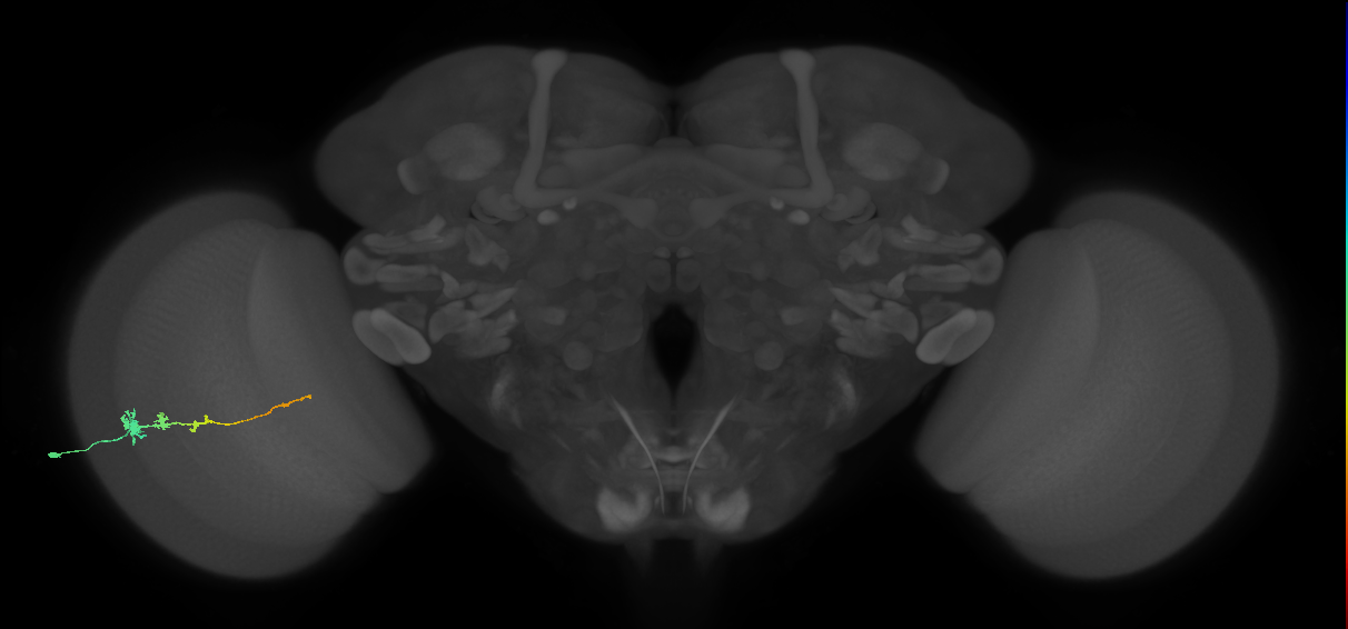 Tm3_L (MaleCNS:520460)