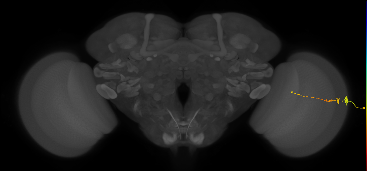 Tm3_R (MaleCNS:70697)