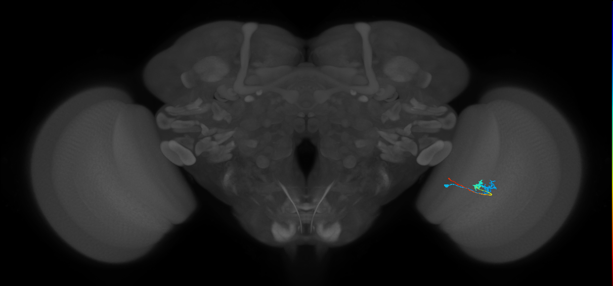 Tm3_R (MaleCNS:137694)