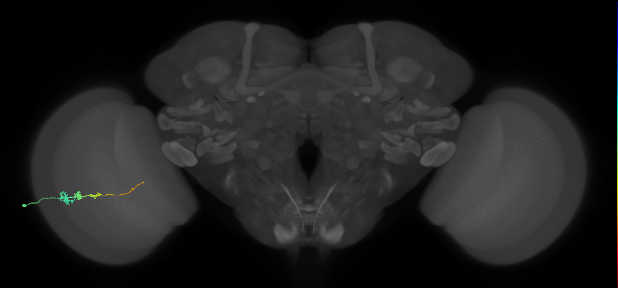 Tm3_L (MaleCNS:74254)