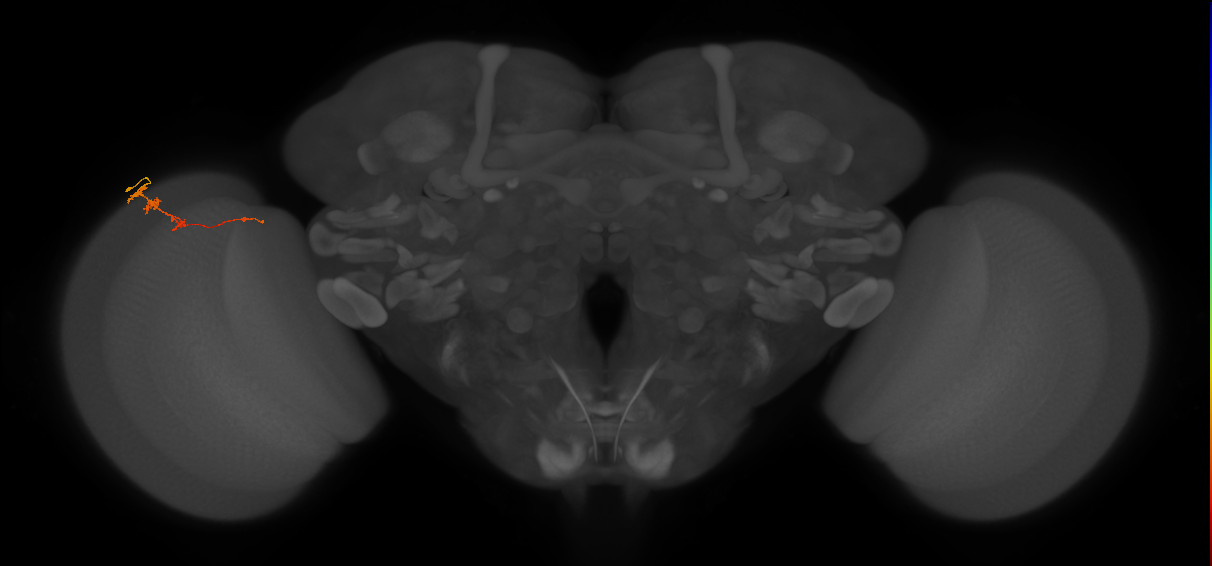 Tm3_L (MaleCNS:96609)