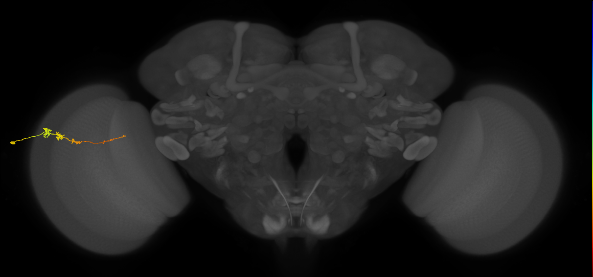 Tm3_L (MaleCNS:85625)