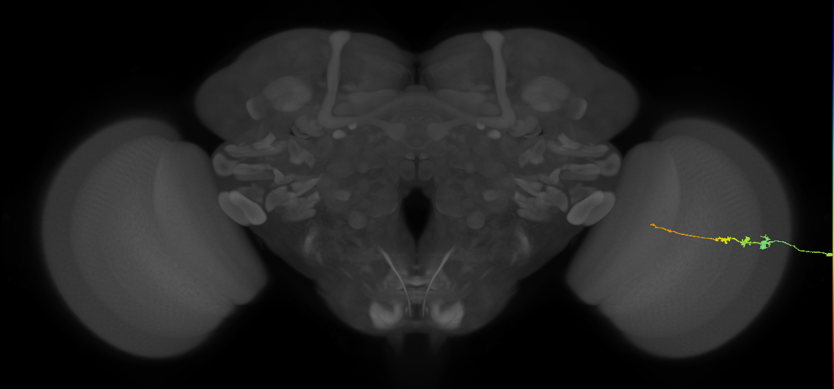 Tm3_R (MaleCNS:123514)
