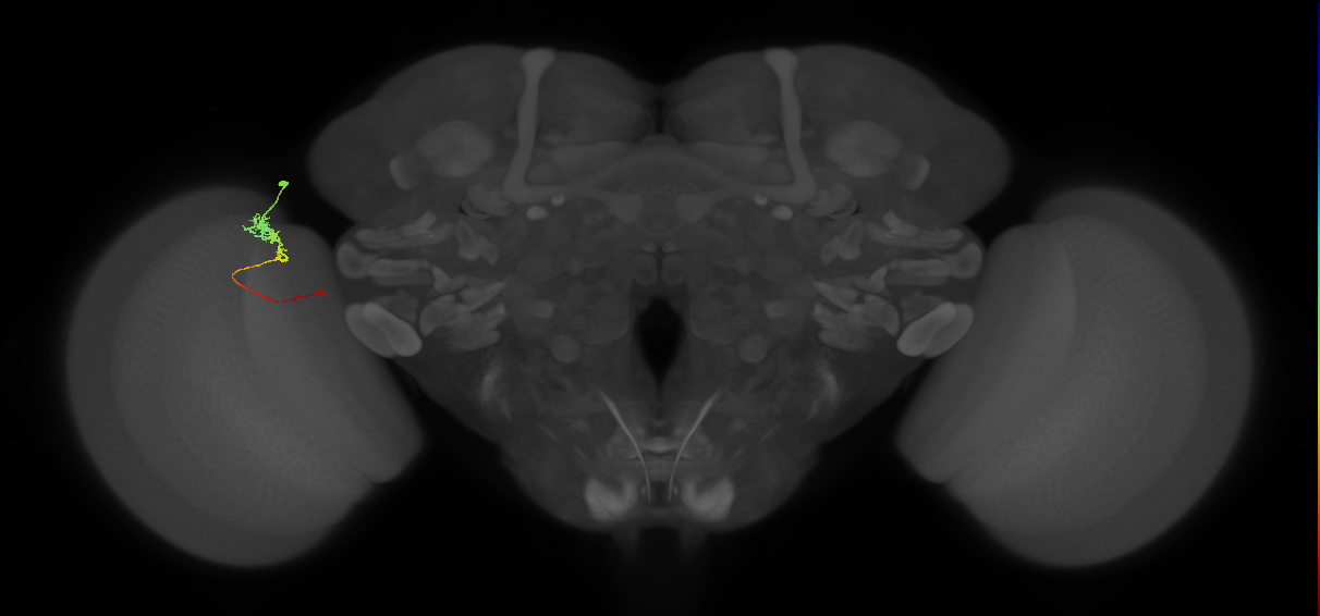 Tm3_L (MaleCNS:543021)