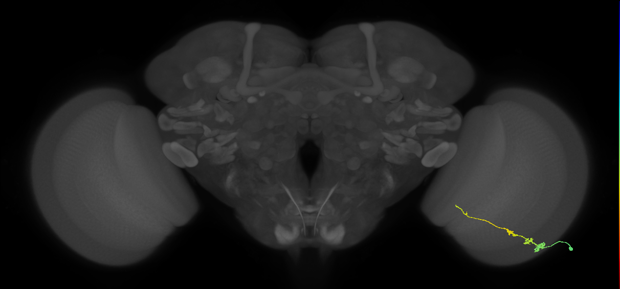 Tm3_R (MaleCNS:65279)