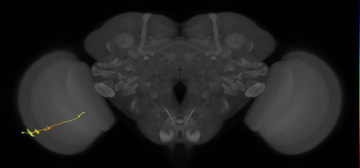 Tm3_L (MaleCNS:21616)