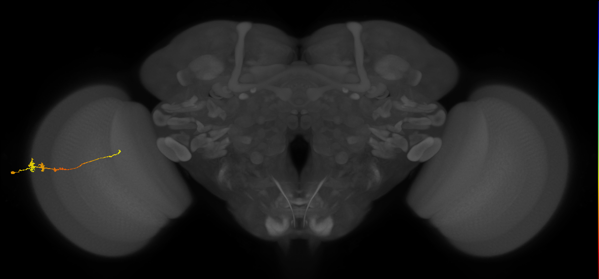 Tm3_L (MaleCNS:46549)