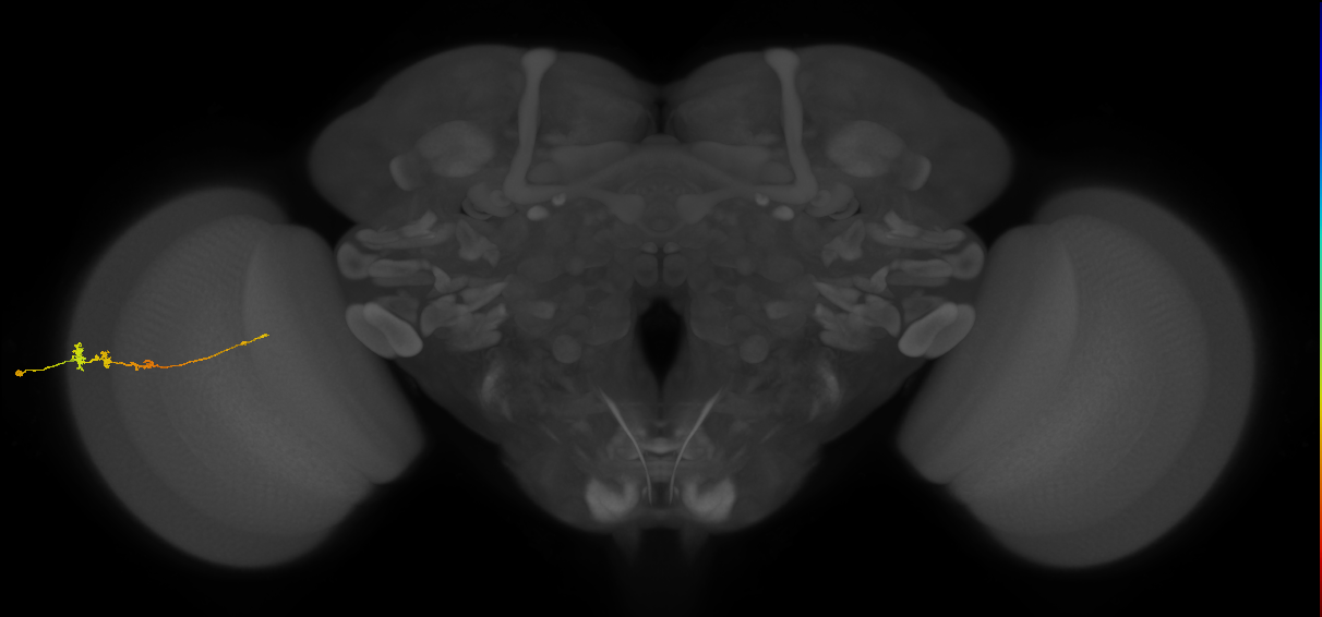 Tm3_L (MaleCNS:542341)