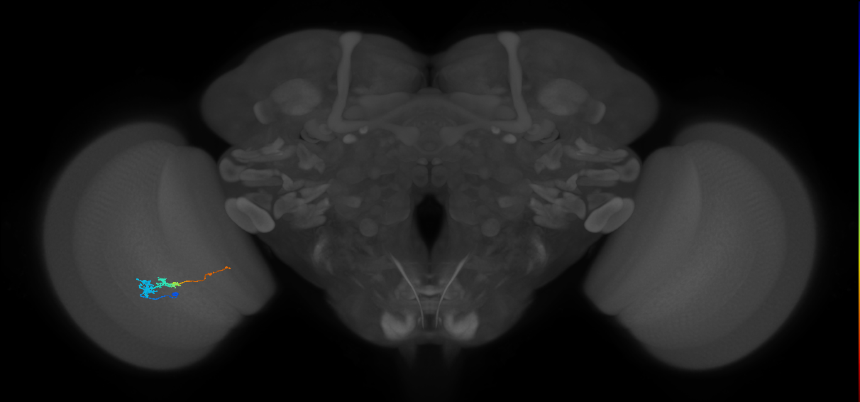 Tm3_L (MaleCNS:133003)