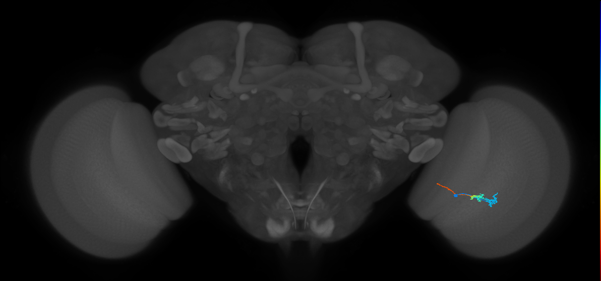 Tm3_R (MaleCNS:99773)