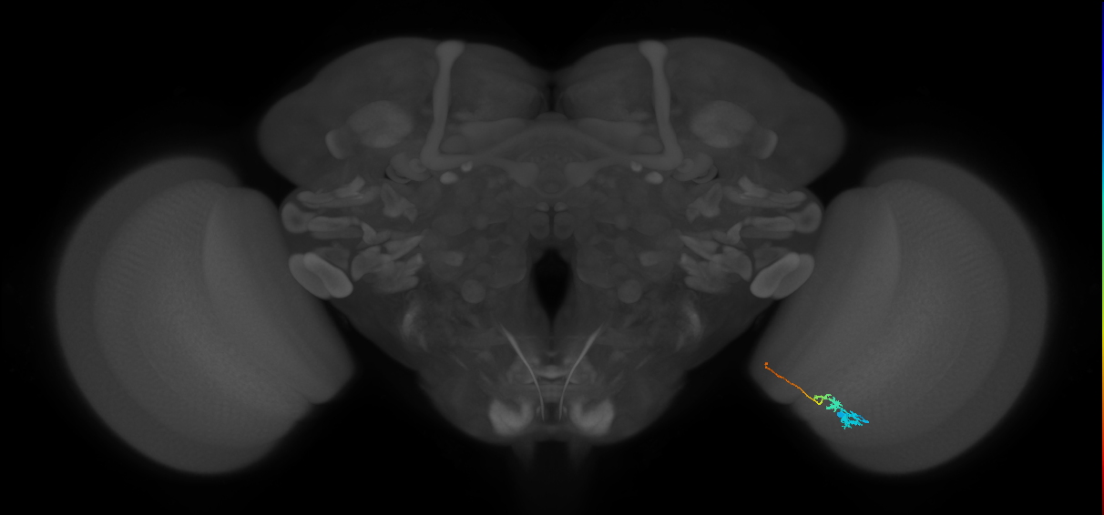 Tm3_R (MaleCNS:140698)