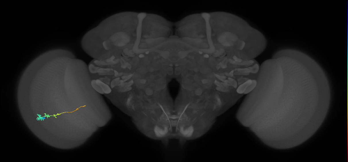 Tm3_L (MaleCNS:83548)
