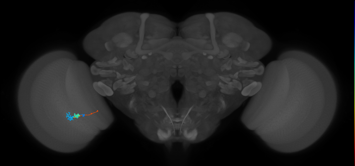 Tm3_L (MaleCNS:529696)