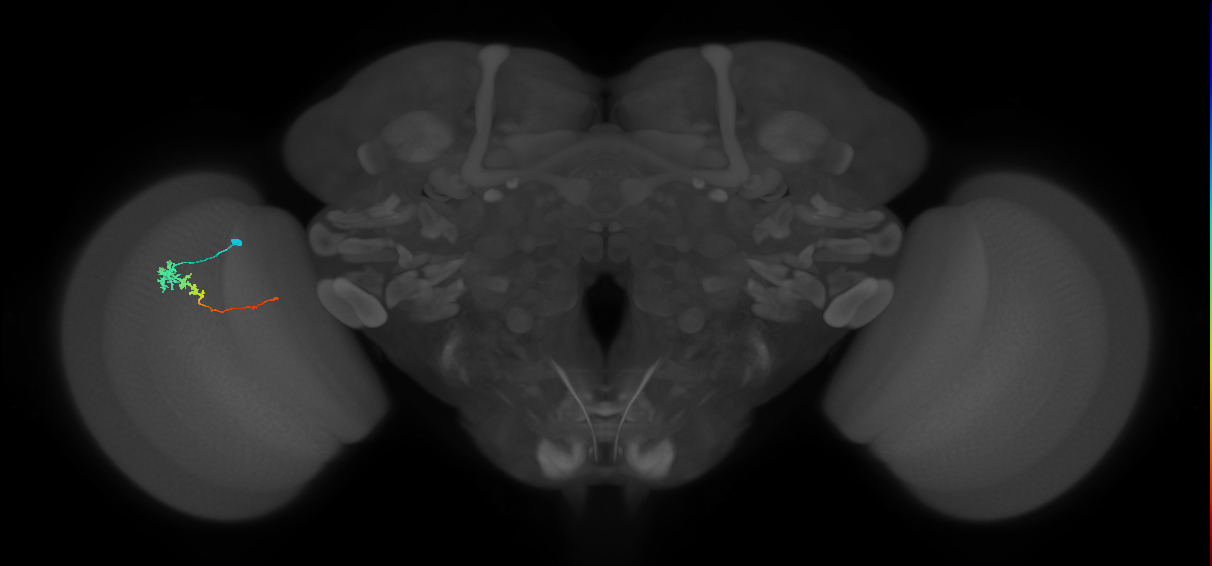 Tm3_L (MaleCNS:520421)