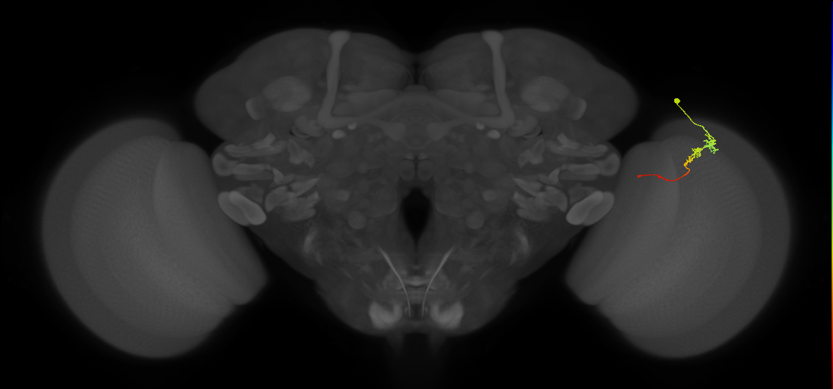 Tm3_R (MaleCNS:84656)