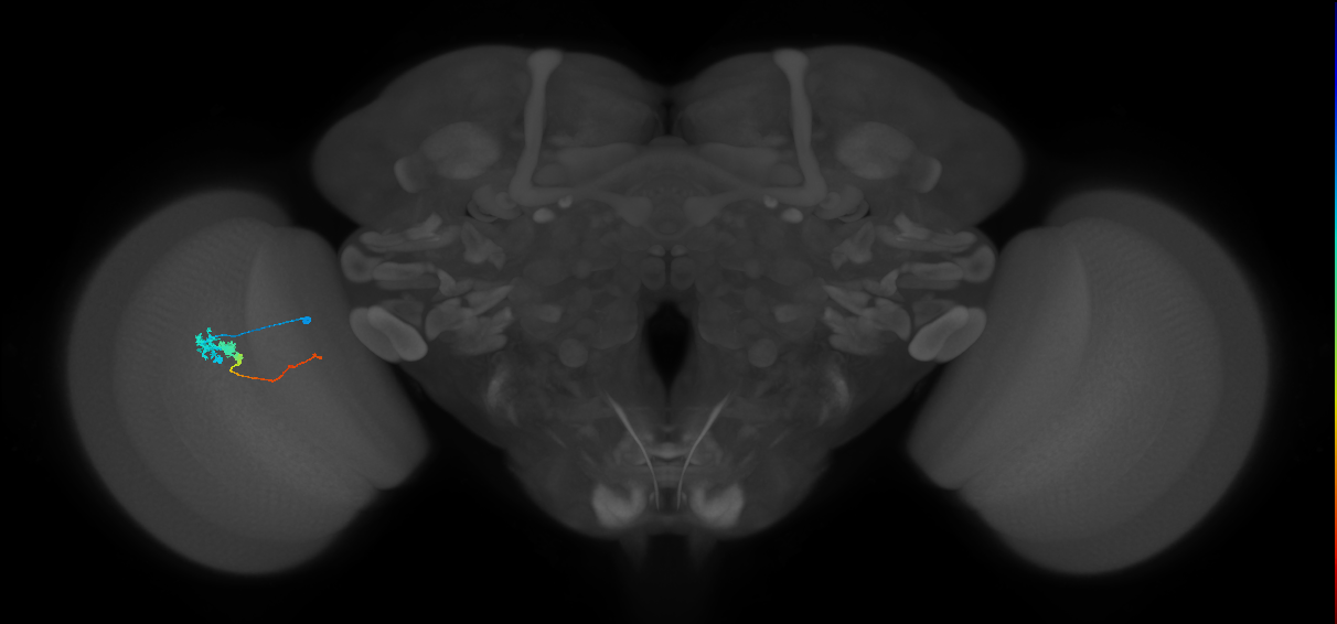 Tm3_L (MaleCNS:533873)