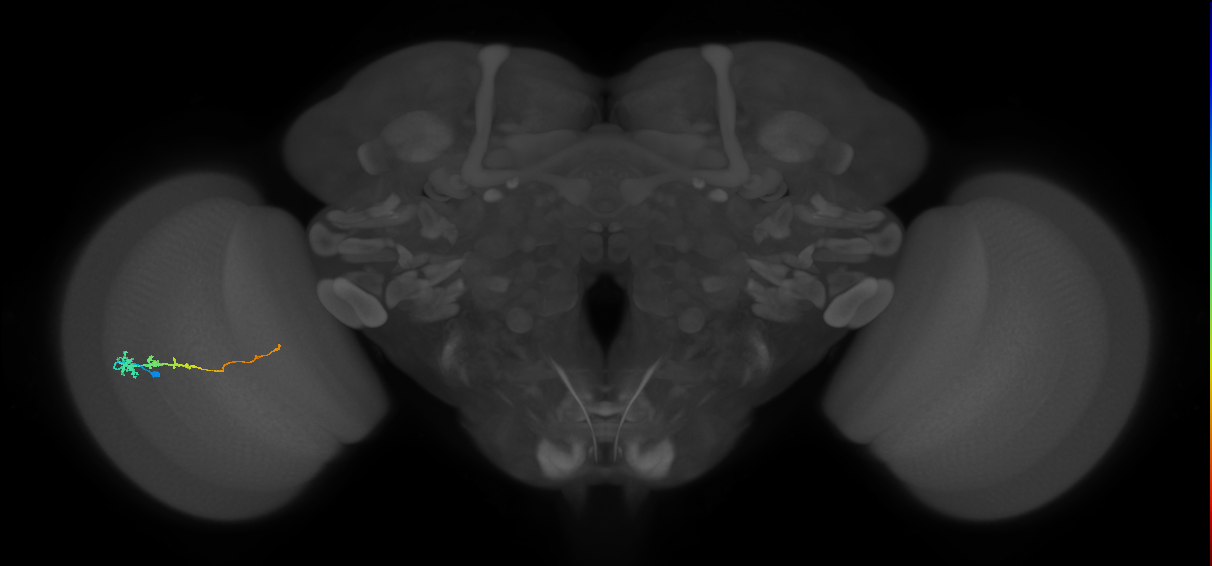Tm3_L (MaleCNS:518820)