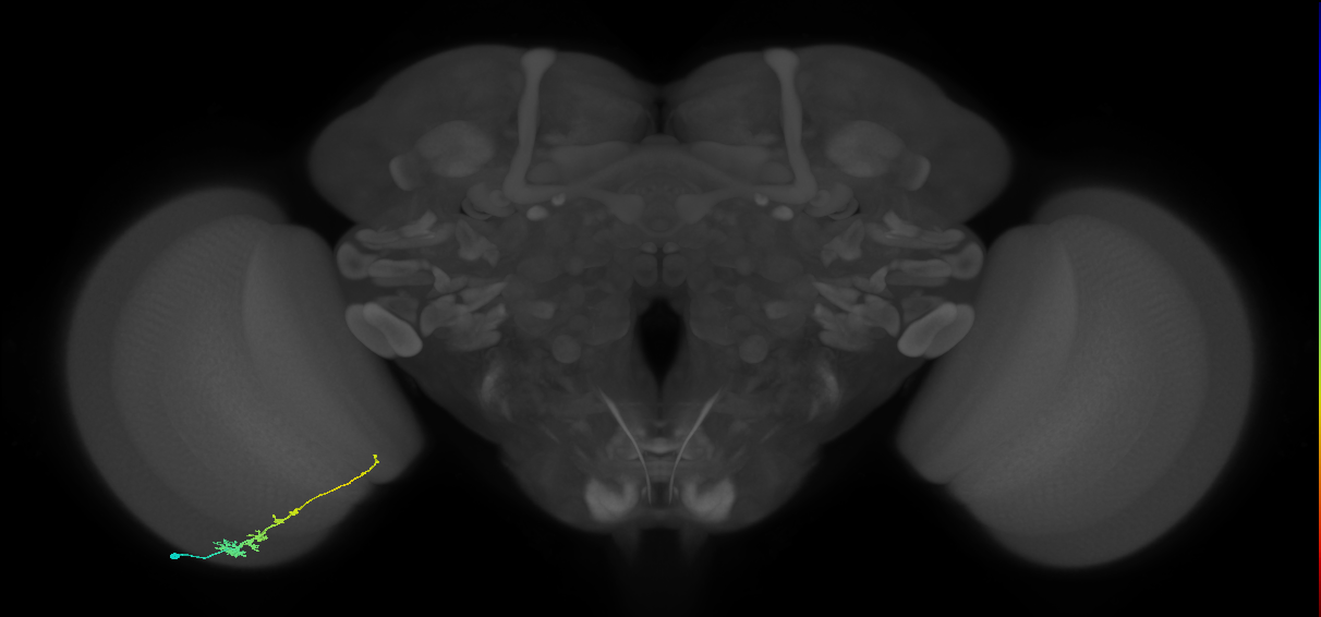 Tm3_L (MaleCNS:529658)
