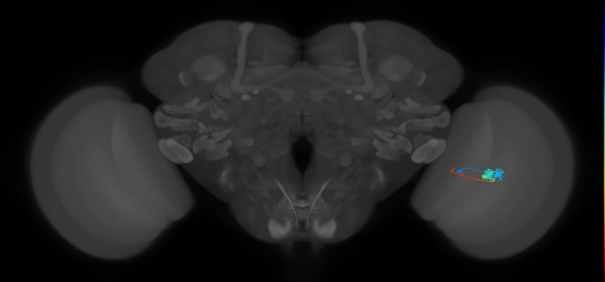 Tm3_R (MaleCNS:65742)
