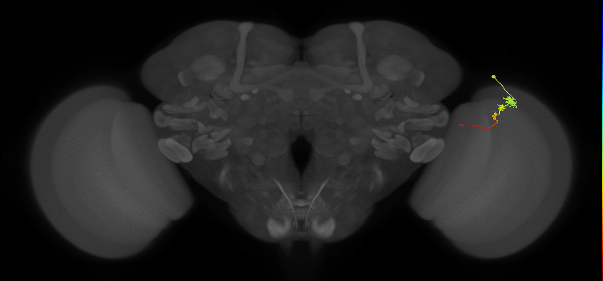 Tm3_R (MaleCNS:93204)