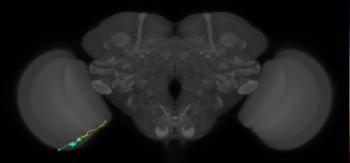 Tm3_L (MaleCNS:129579)