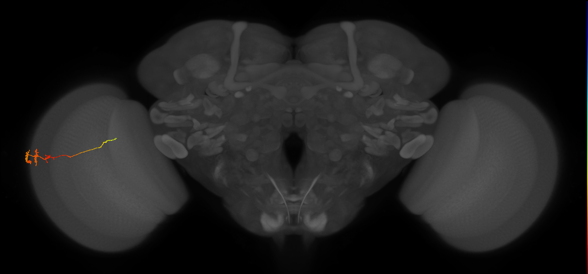Tm3_L (MaleCNS:515663)