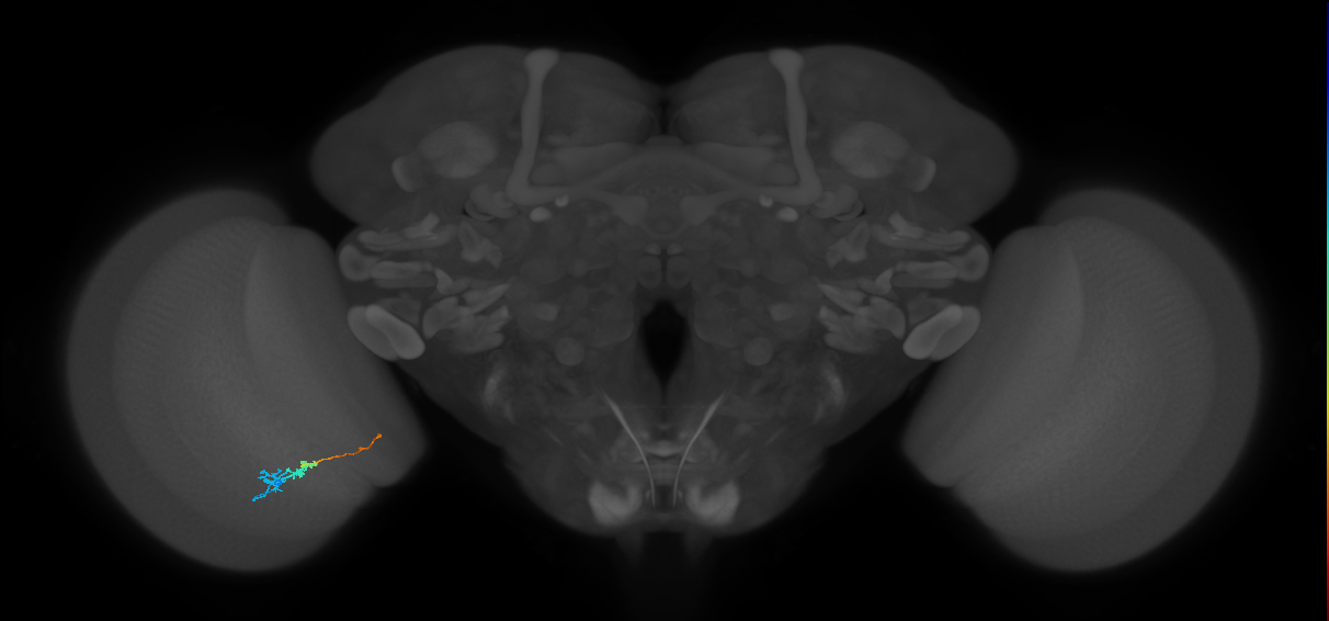 Tm3_L (MaleCNS:102882)