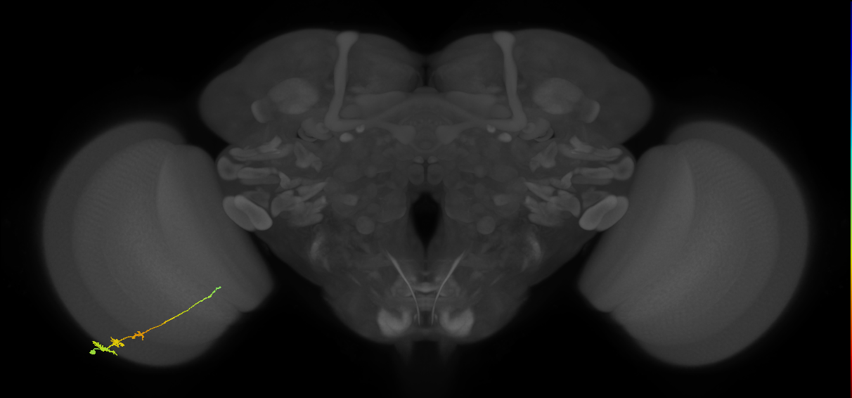 Tm3_L (MaleCNS:82057)