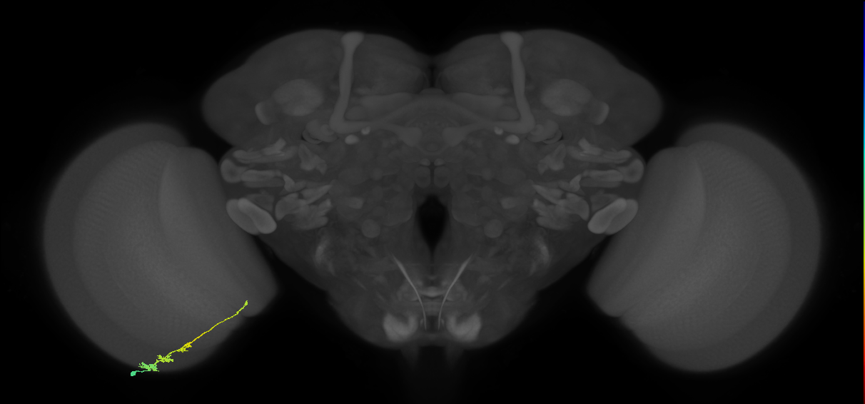 Tm3_L (MaleCNS:49511)