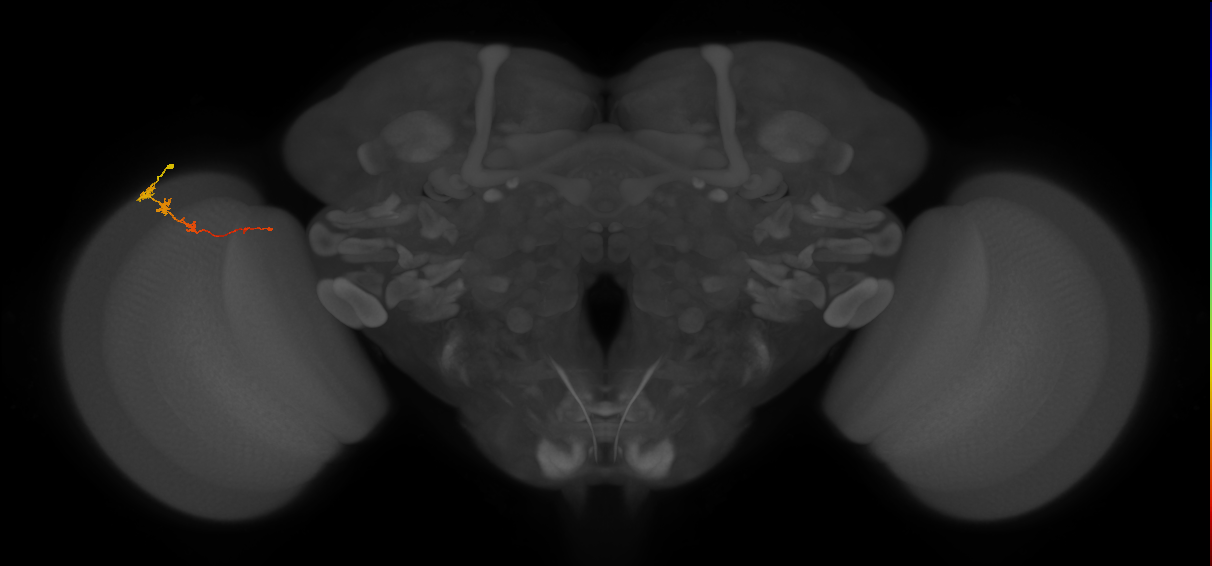 Tm3_L (MaleCNS:93724)