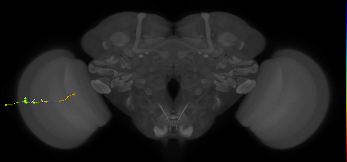 Tm3_L (MaleCNS:129946)